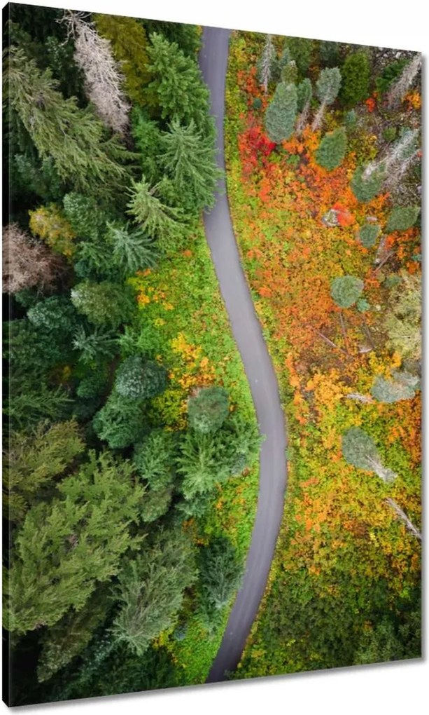 Vászonkép 70x100 Út Erdő Ősz