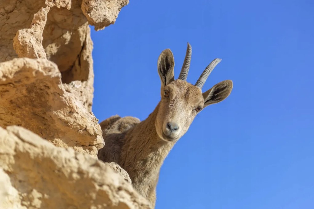 Poszter 60x40cm Ibex Nubiana 2, Assaf Frank