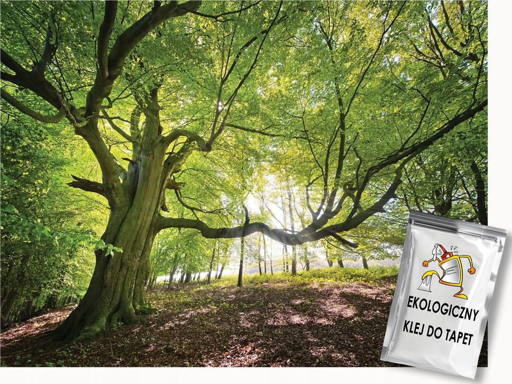 Fotótapéta Flizelina Tájkép Természet Fa Erdő Kilátás 100x75 ragasztó