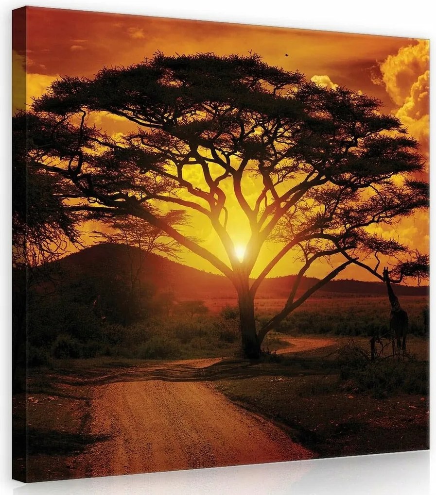 Vászonkép 80x80 Afrika szavanna naplemente akác fa természet vad