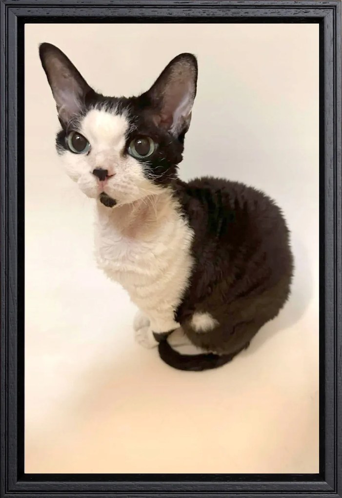 Klasszikus képkeret falra és asztalra 20x30 fa fekete