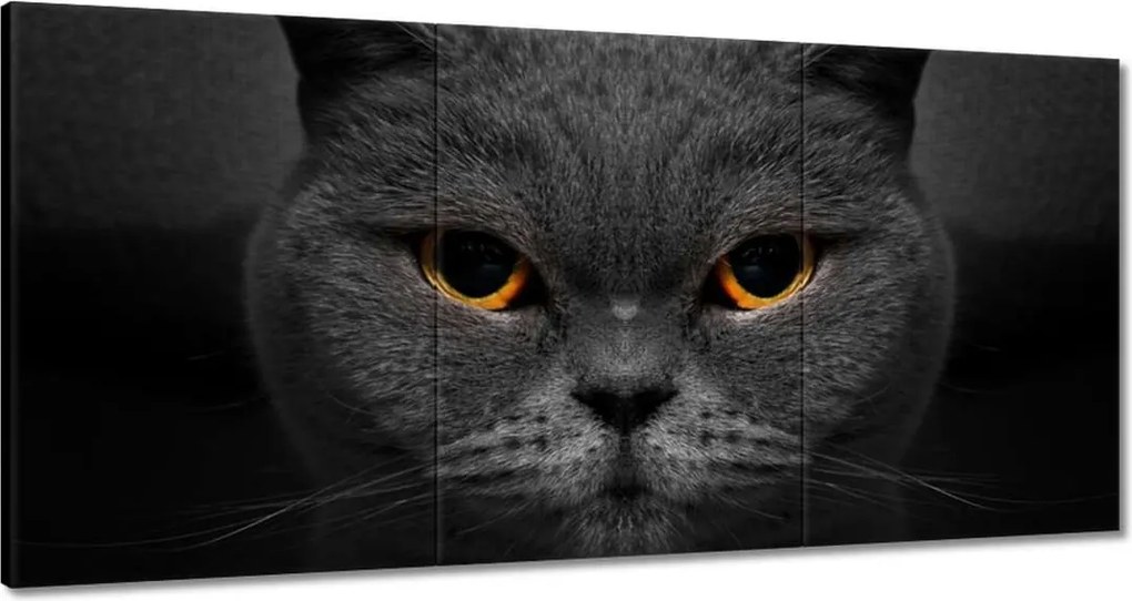 Festmények 180x90 Méltóságteljes macska