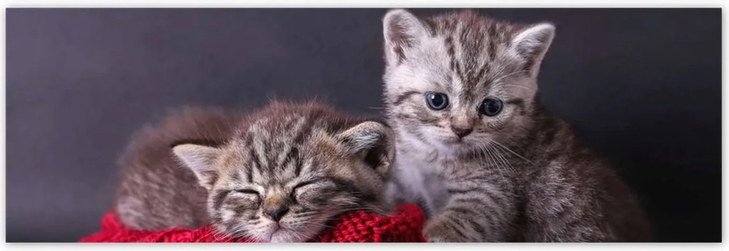 Poszterek 200x66 Cica Cicák