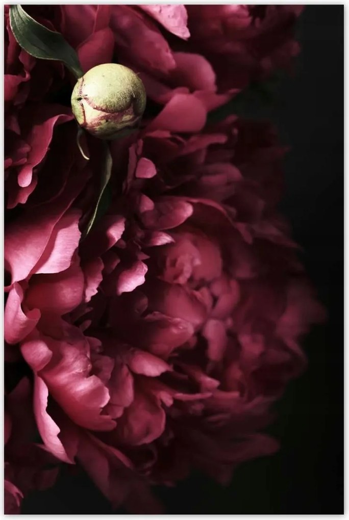 Poszterek 80x120 Gyönyörű lila bazsarózsa