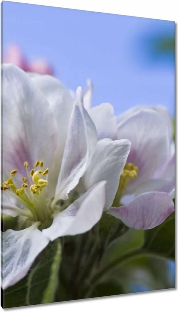 Vászonkép 80x120 Almafa virág