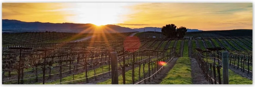 Poszterek 200x66 Szőlőbirtok Tájkép