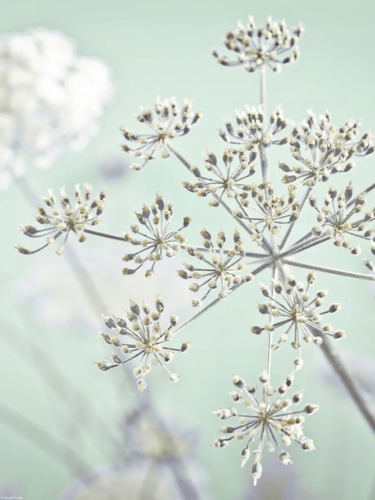 Poszter 30x40cm Tehénpetrezselyem virág, Assaf Frank