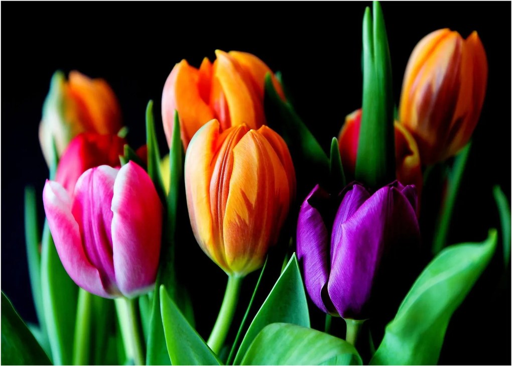 Tulipánok képe fekete alapon (üvegen) (70x50 cm)
