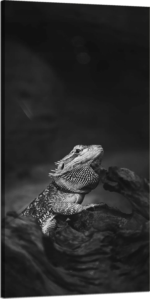 Vászonkép Gyík Hüllő Fekete-Fehér Természet 60x120