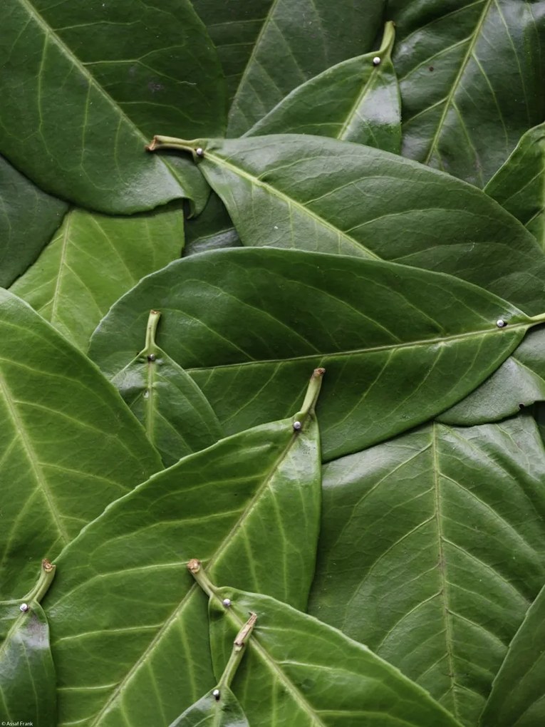 Poszter 30x40cm Zöld levelek, Assaf Frank