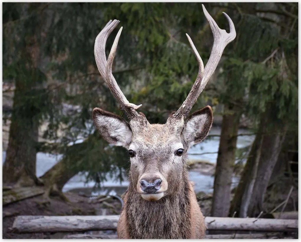 Poszterek 50x40 Szarvas agancs