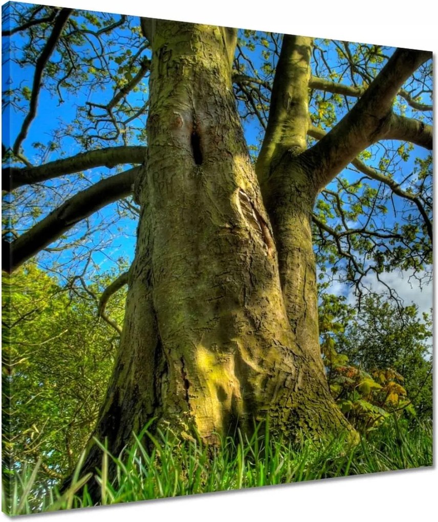 Vászonkép 50x50 Erős fa