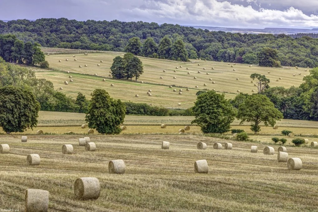 Poszter 30x20cm Szénakazalok a mezőkön, Assaf Frank