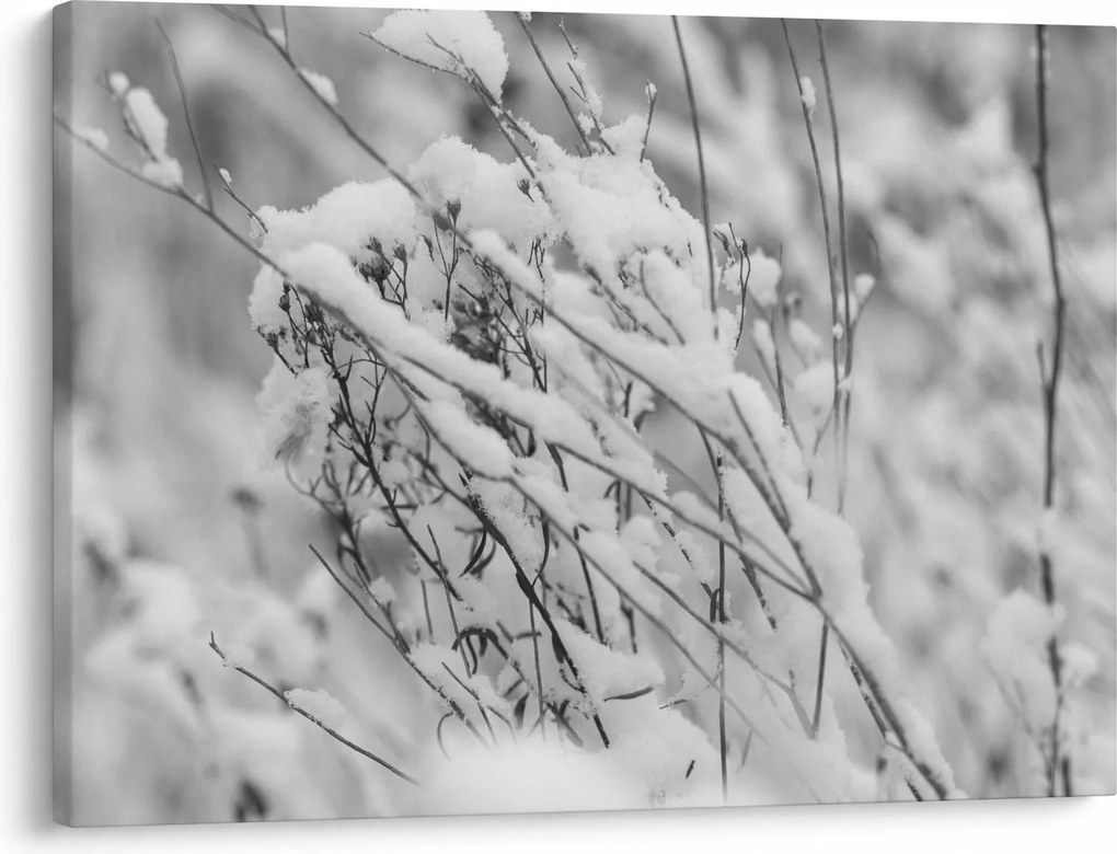 Kép - Havas ágak (70x50 cm)