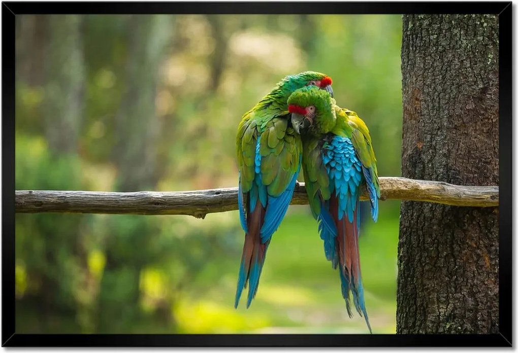 Poszter keretben 60x40 Papagájok Madarak