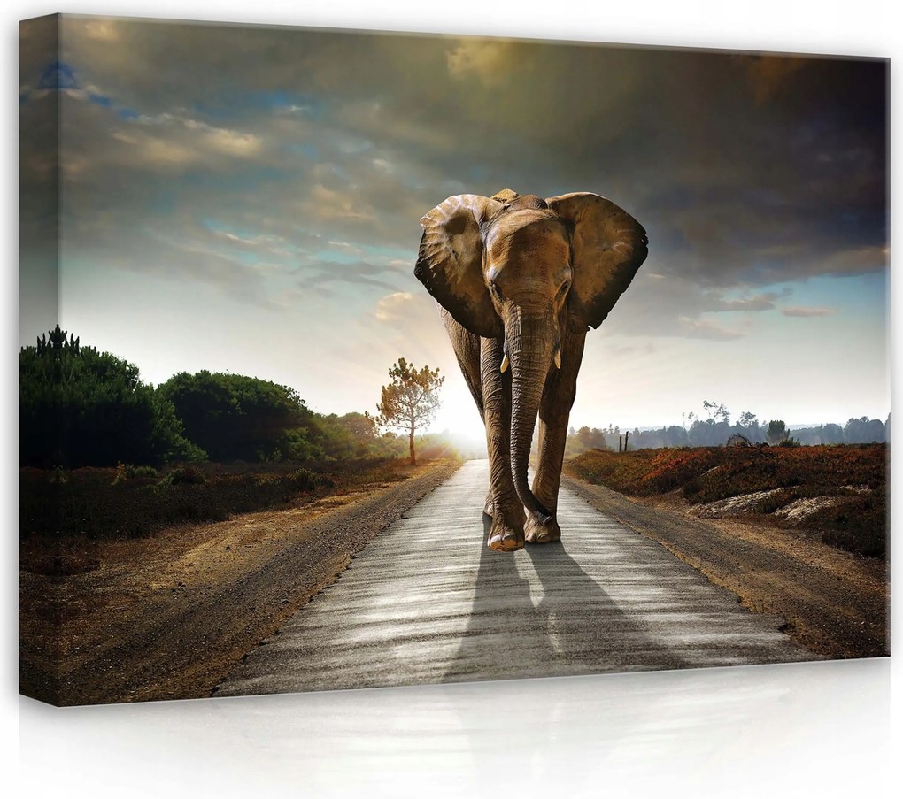 Vászonkép 70x50 Elefánt út naplemente vad természet nyugalom magány égbolt