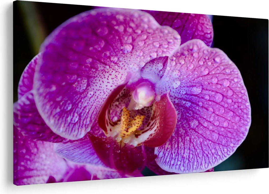 Részletes kép az orchidea virágról (90x60 cm)