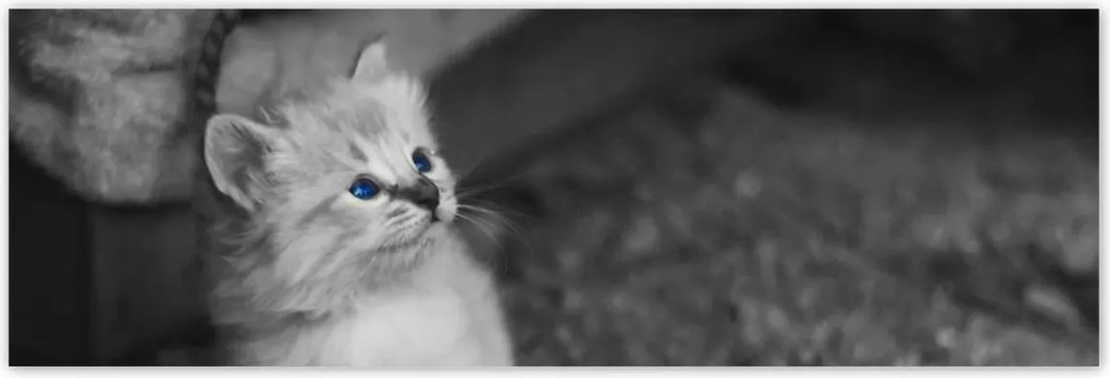 Poszterek 200x66 Szimpatikus cica macskák