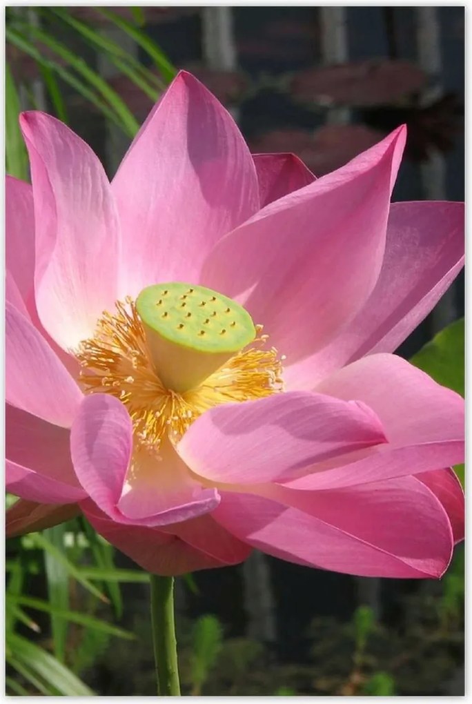 Poszterek 60x90 Lótusz Lótuszvirág