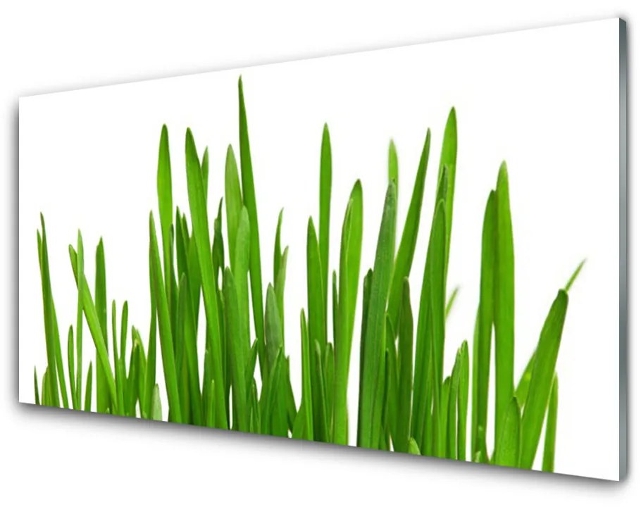 Akrilkép Grass A Wall 100x50 cm