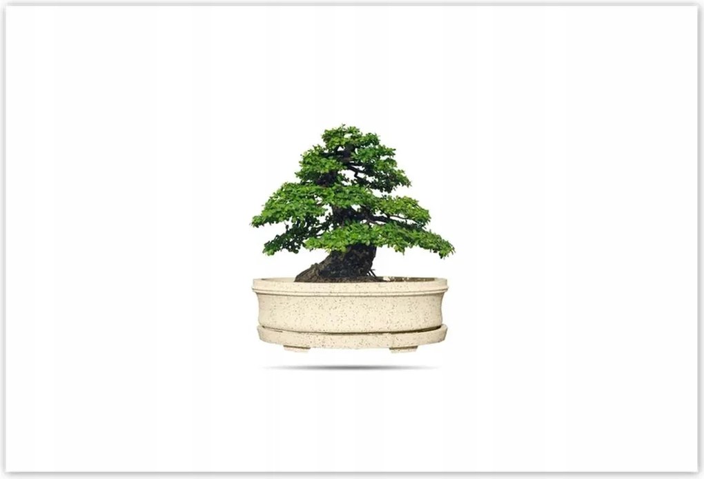 Poszterek 185x125 Bonsai fa