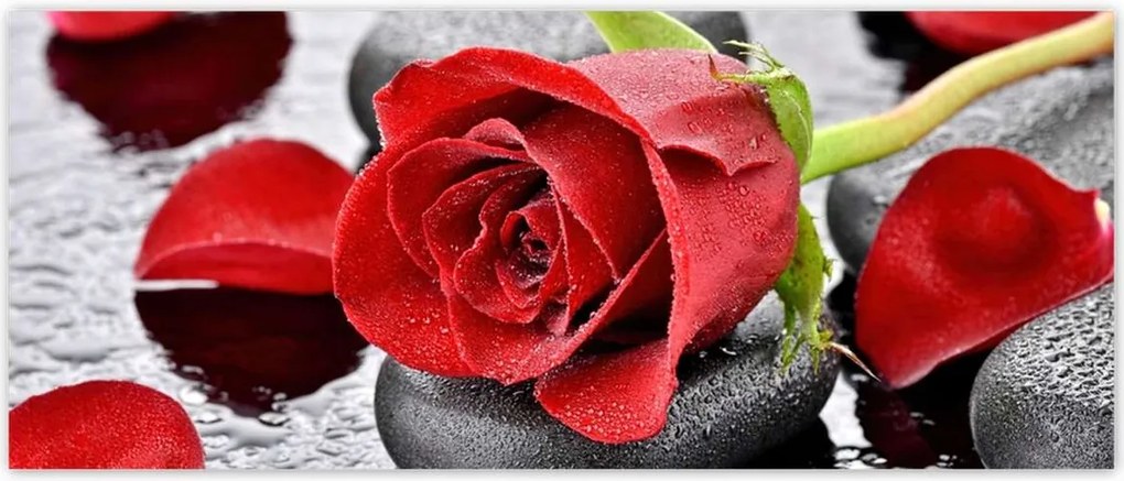 Fotótapéták 250x104 Vörös rózsa Neki