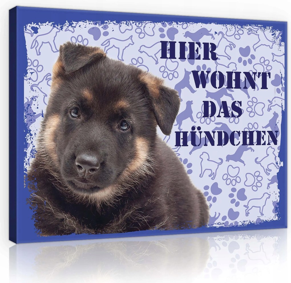 Vászonkép 80x60 Kiskutya német juhász aranyos kutya aranyos háziállat