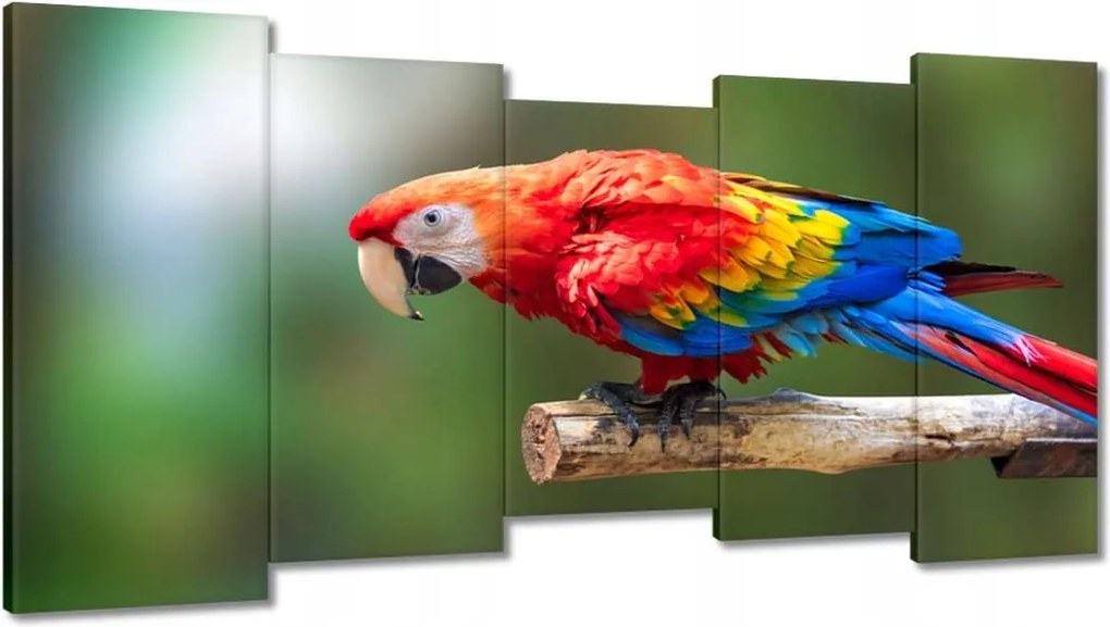 Festmények 150x80 Színes papagáj