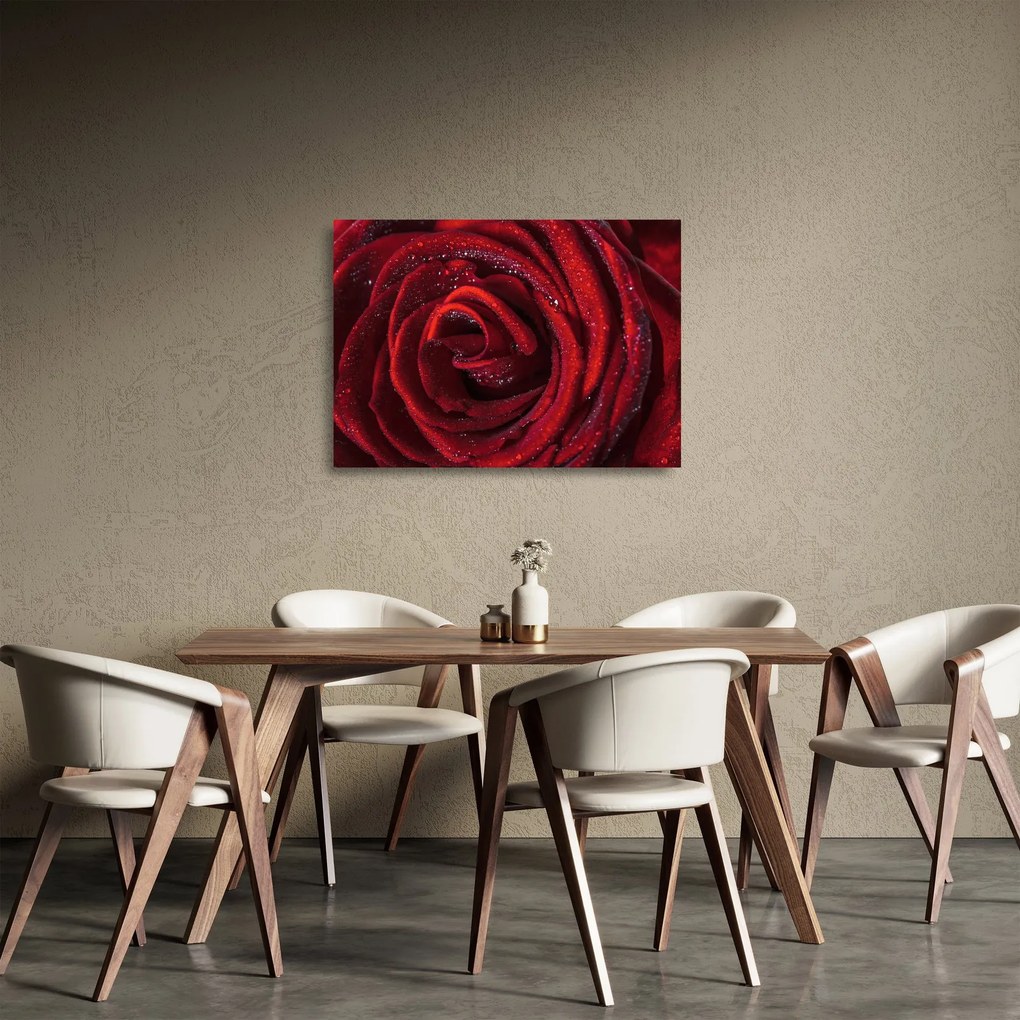 Üveg kép - Vörös rózsa harmatcseppekkel (70x50 cm)
