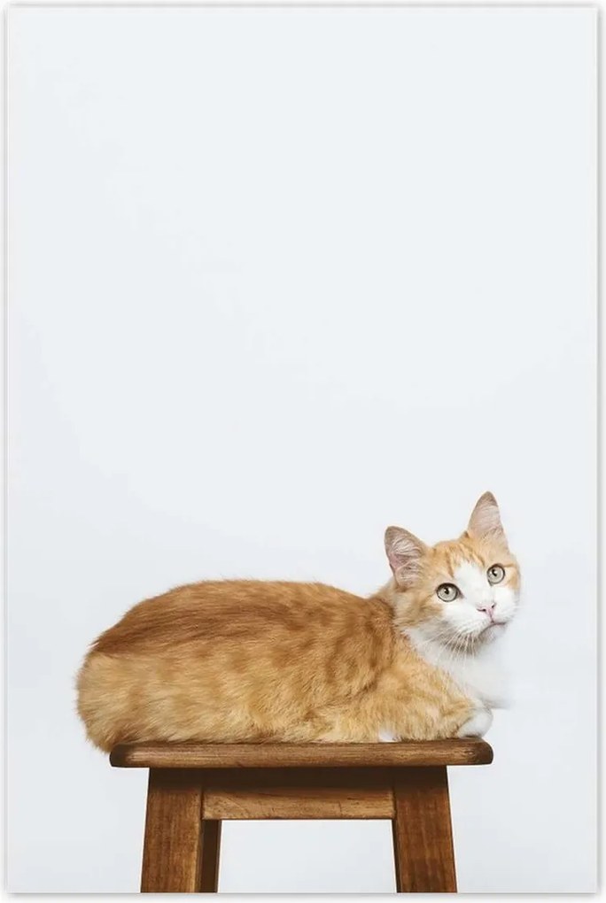 Poszterek 80x120 Cica Cicák