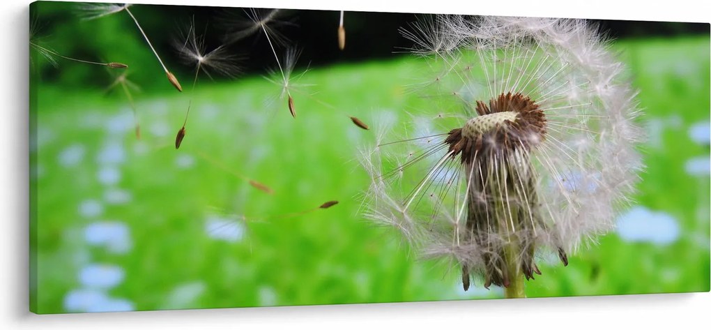 Pitypang képe (120x50 cm)