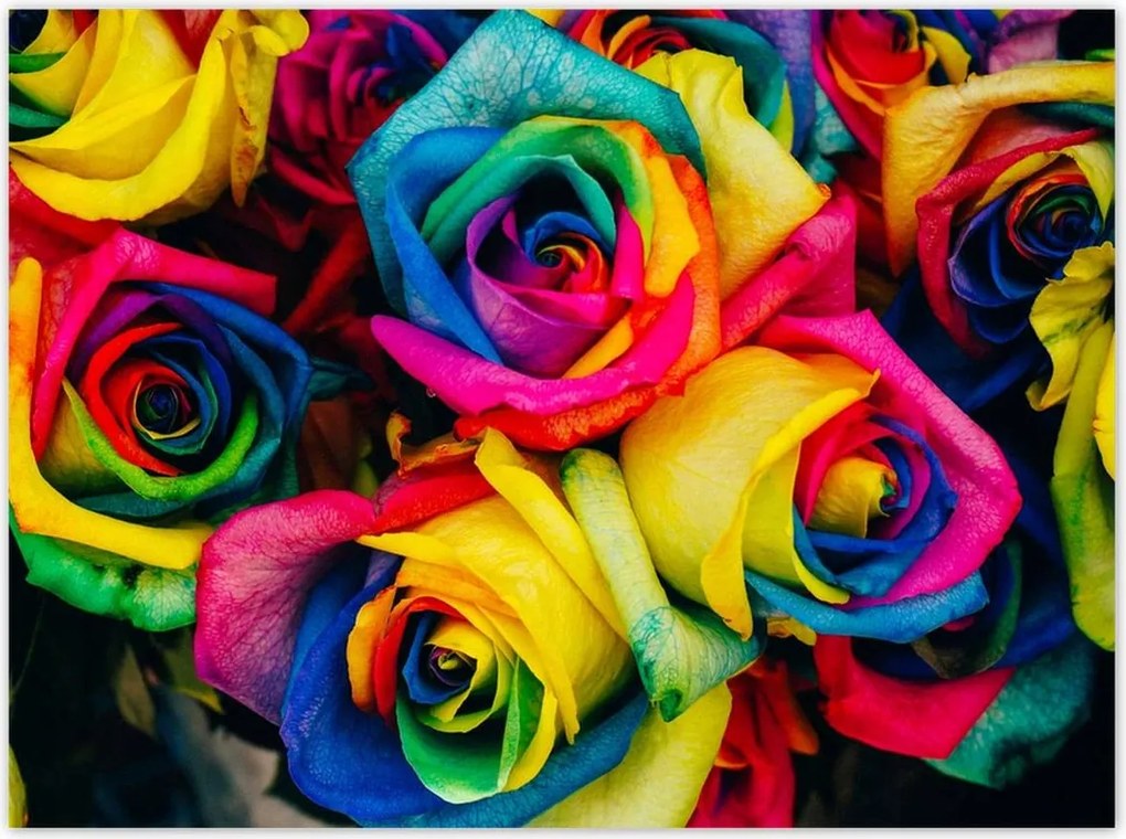 Poszterek 135x100 Színes rózsák Virágok