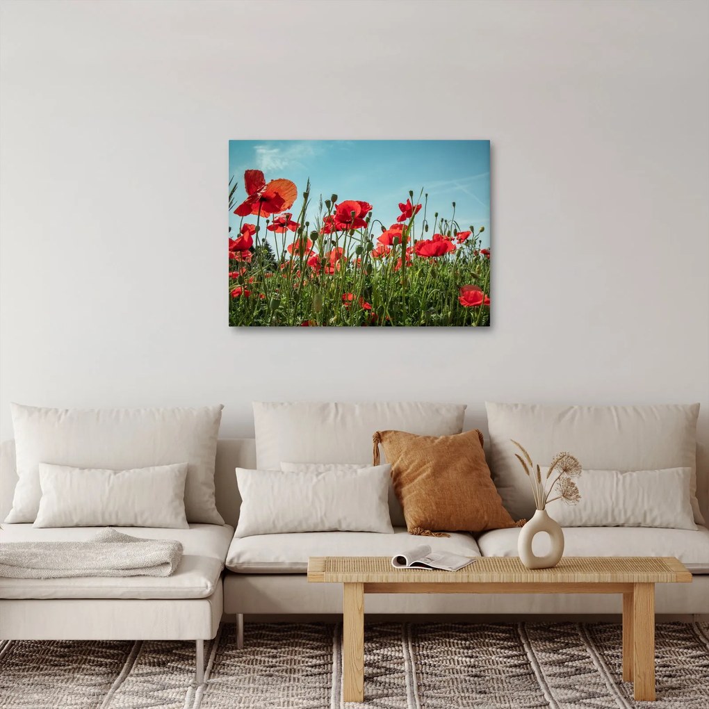 Kép - Pipacsos mező (70x50 cm)
