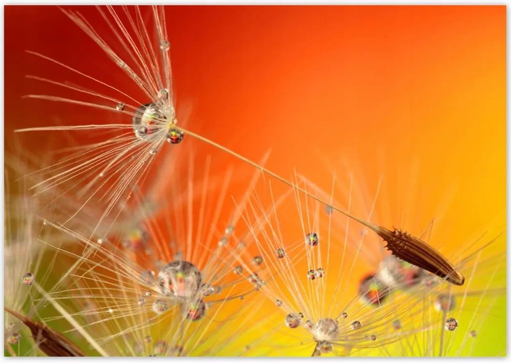 Poszterek 100x70 Pitypang Virág Virágok