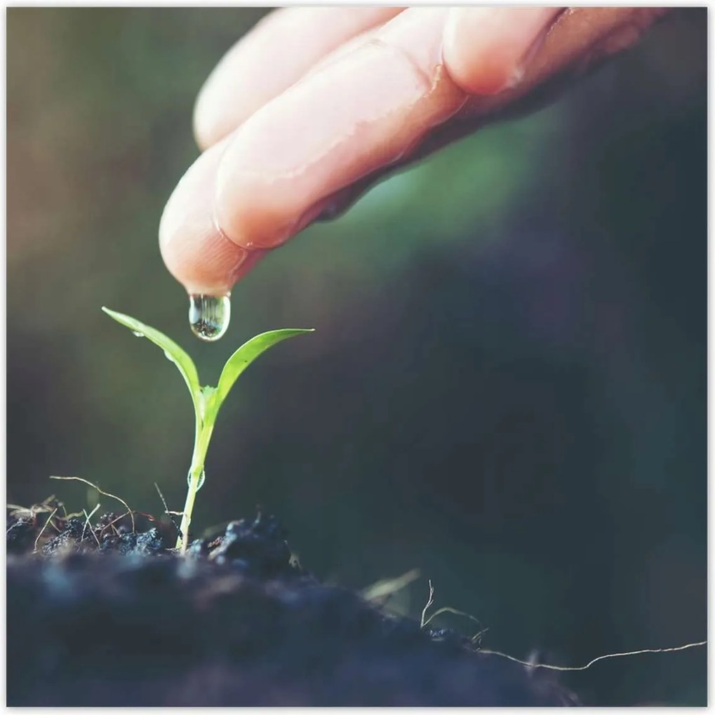 Poszterek 140x140 Palánta növény csepp