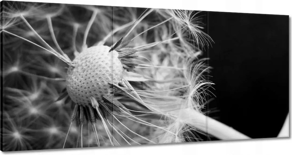 Vászonkép 60x30 Pitypang Virág Virágok