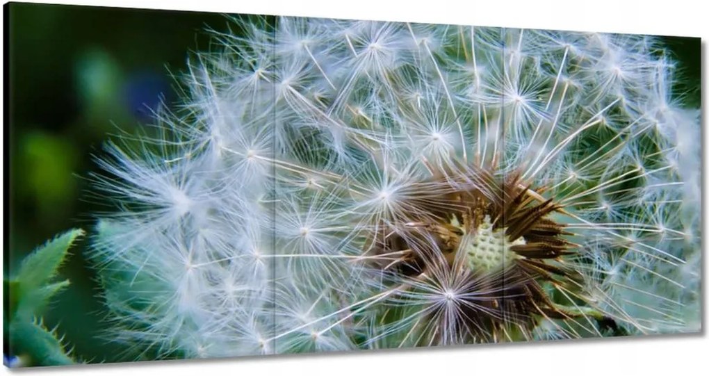 Vászonkép 180x90 Pitypang Virág Virágok