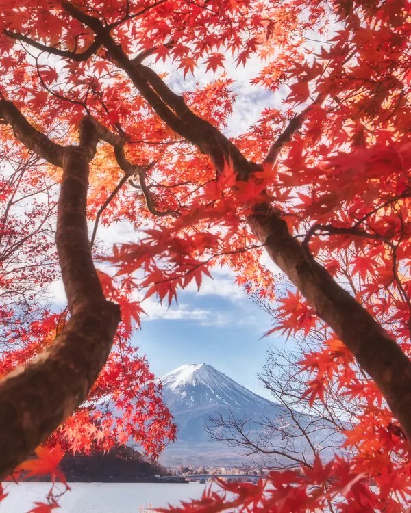 Fotográfia Mt.fuji is in the autumn leaves, Makiko Samejima