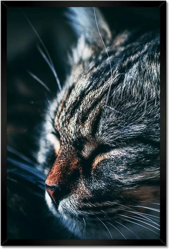 Poszterek keretben 40x60 Cica Cicák