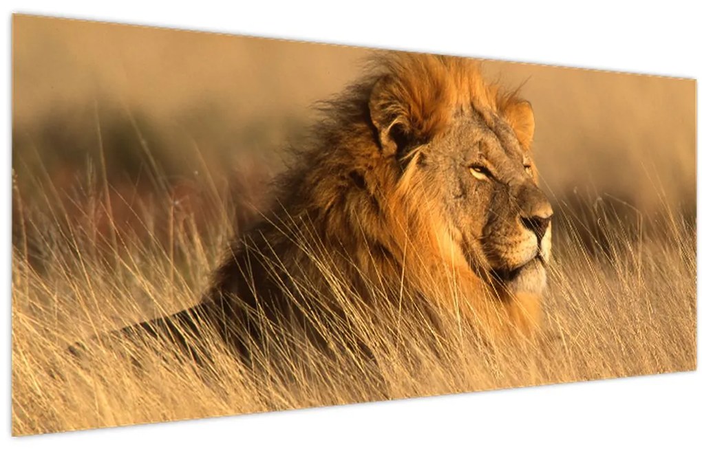 Kép - Etosha Nemzeti Park (120x50 cm)