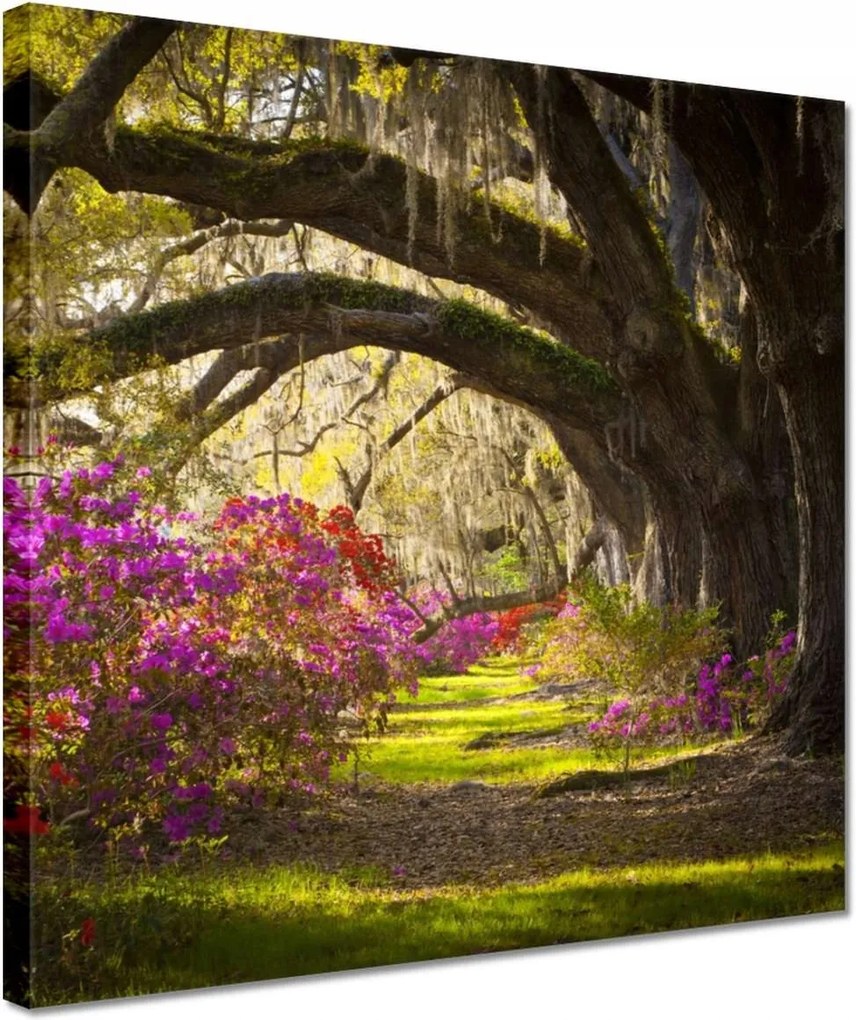 Vászonkép 30x30 Tölgyfa sikátor