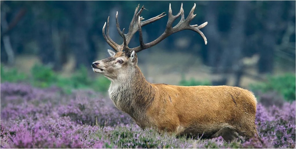 Fotó-üvegkép Szarvas a levendula között 140x70