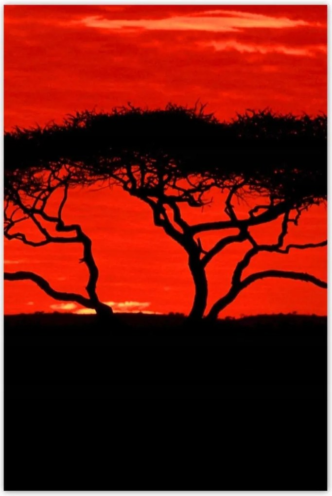 Poszterek 80x120 Akác Afrikában