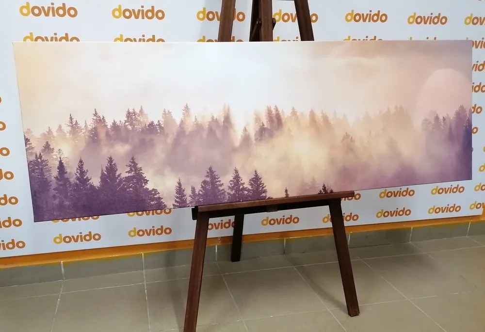 Kép köd az erdő felett