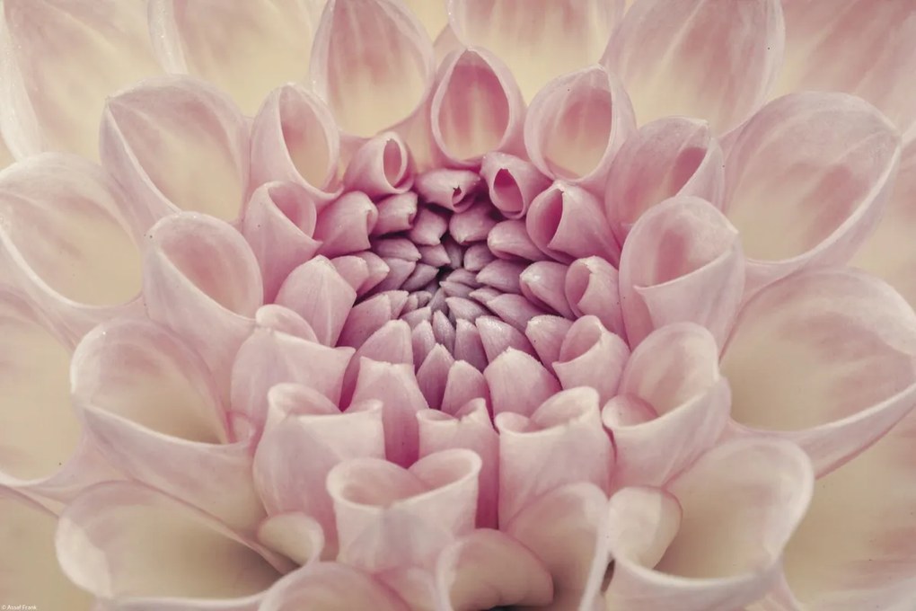 Poszter 45x30cm Dália virág, Assaf Frank