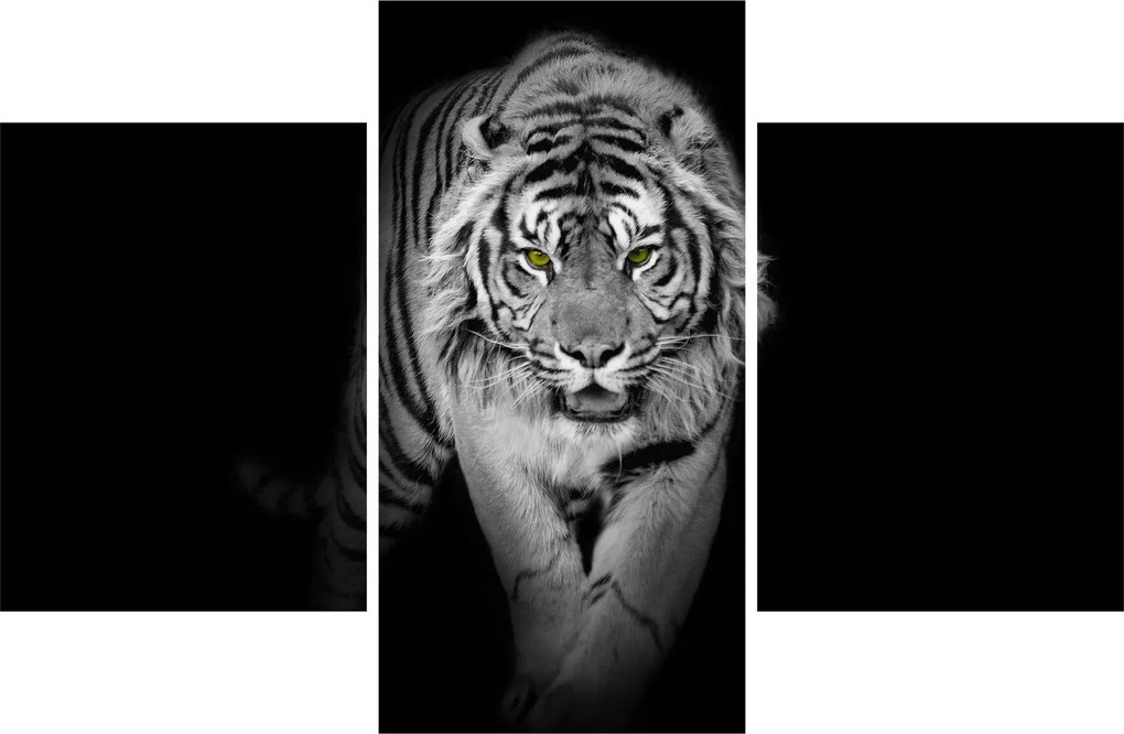 Kép - Sárga szemű tigris (90x60 cm)