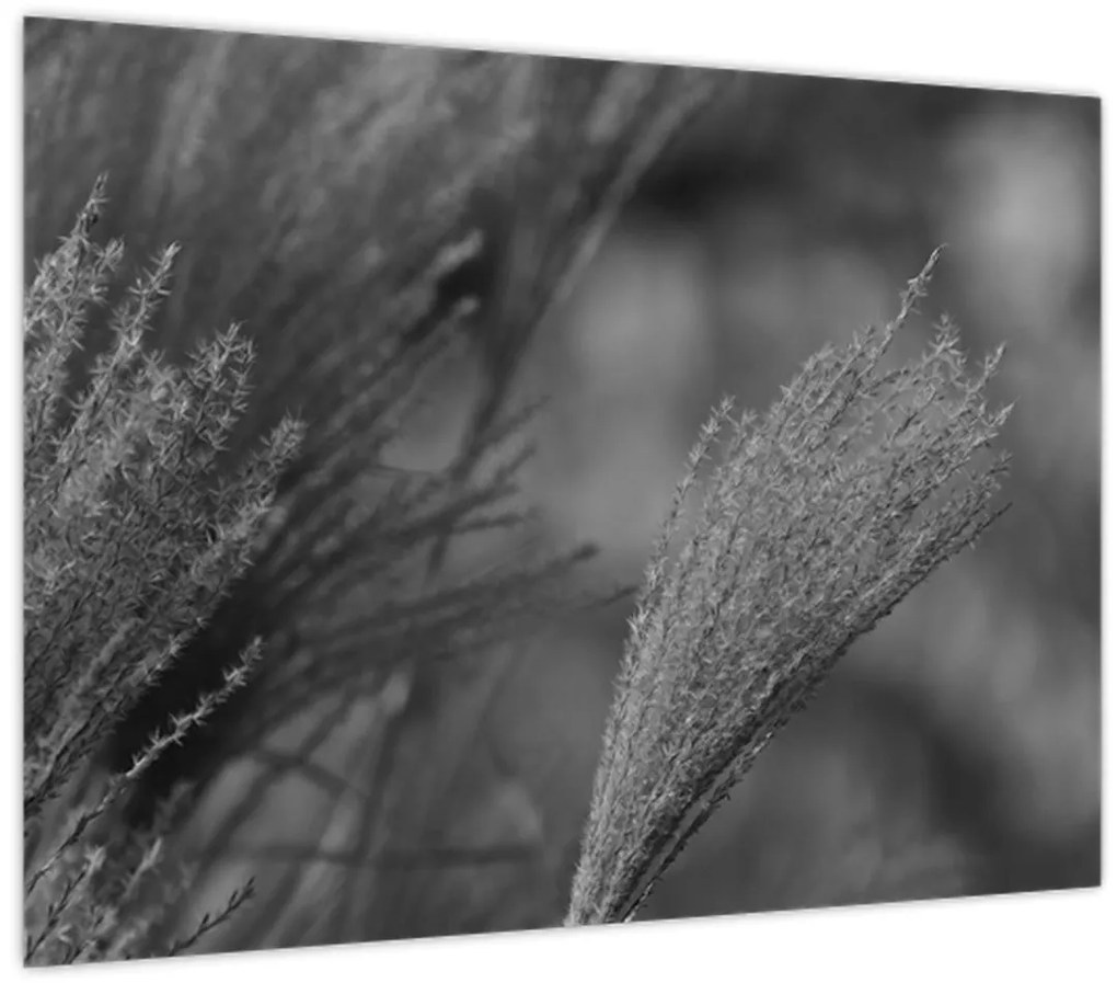 Üveg kép - Szárított pampafű (70x50 cm)