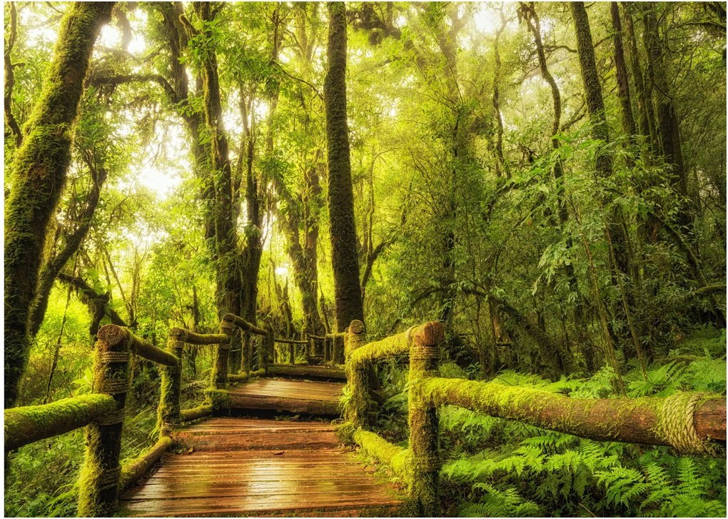 Mohás dzsungel képe (70x50 cm)