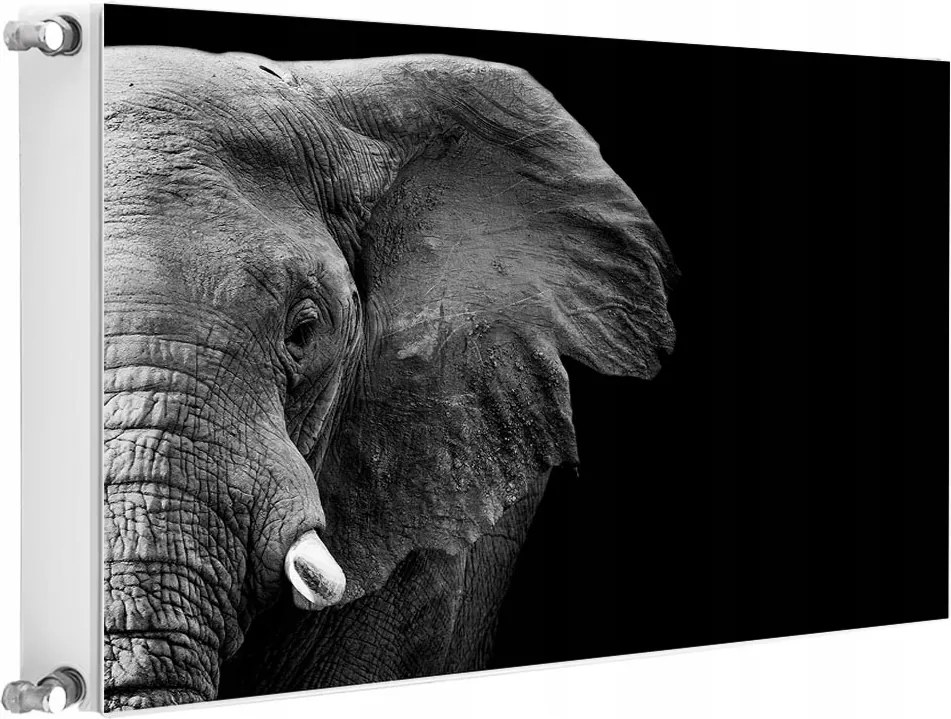 Radiátormágnes Radiátor 80x60 Elefánt Fotótapéta