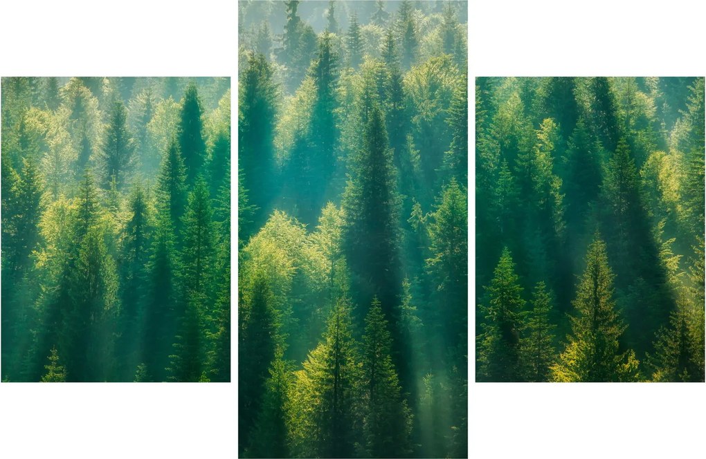 Kép - fenyőerdő (90x60 cm)